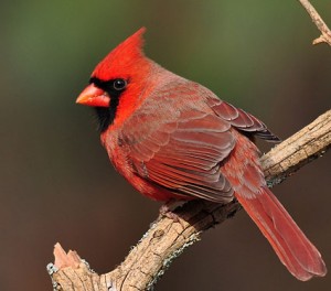 northern_cardinal_1