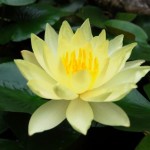 10-YELLOW-LOTUS-Sacred-Water-Lily-Lily-Pad-Asian-Water-Lotus-Nymphaea-Ampla-Flower-Seeds.jpg_640x640