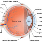 pic-eye-anatomy