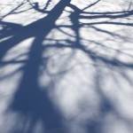 tree-branch-shadows-on-snow